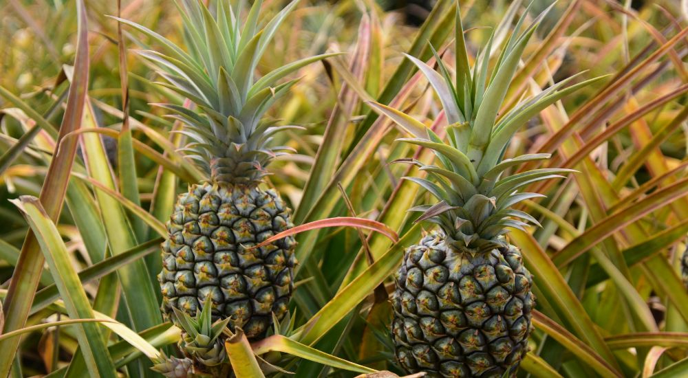 Fotka Ananas: jeho vitamíny a účinky