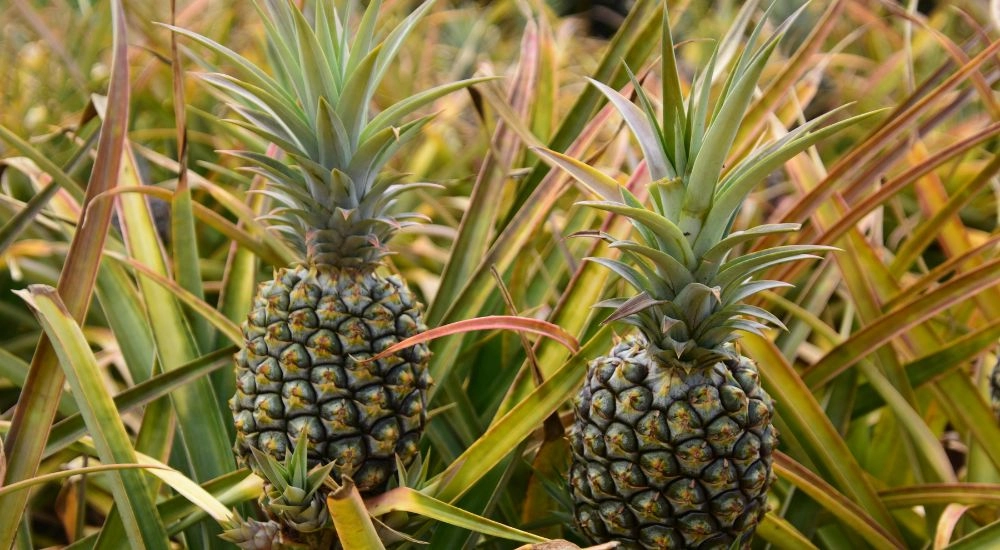 Ananas: jeho vitamíny a účinky