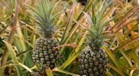 Ananas: jeho vitamíny a účinky
