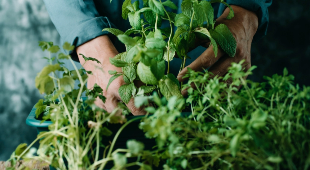 Jaké jsou nejchutnější jarní bylinky?