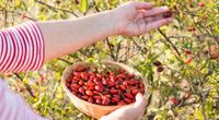 Sezóna šípků aneb přírodní vitamínová bomba podzimu